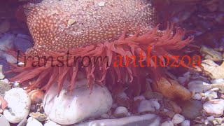 Nemo and anemone  Anthozoa adventure [upl. by Ellehcir278]