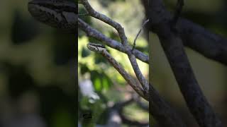 Master of camouflage  Vine Snake [upl. by Brunell]