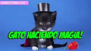 Gato Haciendo Magia [upl. by Anne-Marie126]