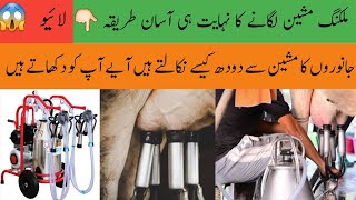 How To Use Milking Machine  Milking Machine For Cow  Milking Machine price in Pakistan [upl. by Seka]