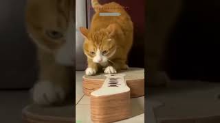 Cat videos 🥰 fyp 🙀 FunnyCats Part 1597 [upl. by Roman]