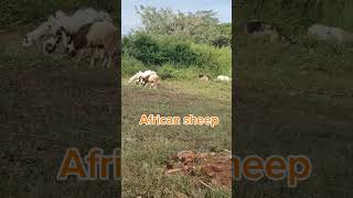 Center African RepablicAfrican Sheepsheepwakinginlineviralshortsshortsvideoubangi river [upl. by Hteboj]