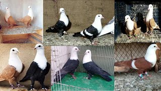 karbalai kabootar  3 pairs Gandedar  total 6 pairs  4 chiks  Top 4 Birds [upl. by Stets570]