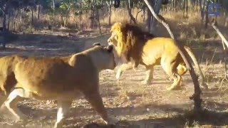 Lioness Sneaks Up on amp Scares Lion [upl. by Magbie]