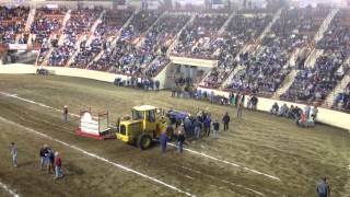 Horse dies after pulling 4350 lbs [upl. by Catlee]