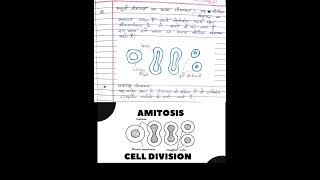 What is Amitosis  class 11th biology chapter 10 Cell Division or cell cycle [upl. by Coppins601]