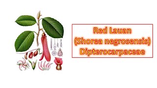 Red Lauan Shorea negrosensis  Dipterocarpaceae  Philippine Native Trees [upl. by Kerby]