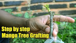 Mango Tree Grafting Step by Step 100 Success [upl. by Shari873]