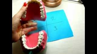 teeth numbering systems for permamnent dentition [upl. by Dympha332]