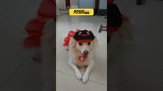 Transition 📸🐶shorts youtubeshorts viral trending photography pomeranian song tamil [upl. by Ruthie]