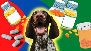 Dog separation anxiety medication  Veterinarian explains [upl. by Roinuj]