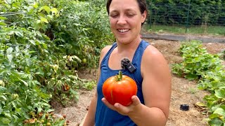 Take It One Thing At a Time  Homestead Vlog July 24 2024 [upl. by Nivlen]