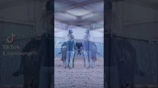 another great riding lesson 🐎  Giddy upampgo youtubeshorts horse equestrian [upl. by Eelano]