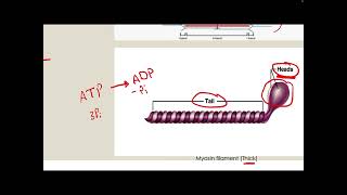 Contractile proteins amp muscle contraction and relaxation p1 [upl. by Ecinad]