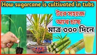 How to grow sugarcane in tubs।Cultivation of sugarcane on the roof । টবে আখ চাষ। ছাদে আখ চাষ পদ্ধতি। [upl. by Hecklau268]