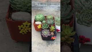 CHOTE SUCCULENT ARRANGEMENTS [upl. by Rusticus729]