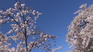 Våren vid Järntorget  japanska körsbärsträden blommar [upl. by Nwahsram]