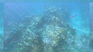 Snorkeling at Looe Key Reef October 2023 [upl. by Kamerman]