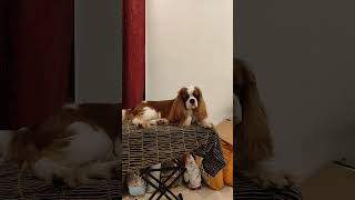 Cavalier King Charles spaniel puppies available in delhi call 7217811298 [upl. by Initof]