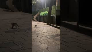 Cat and rat fight 😎cat rat viralvideoanimals [upl. by Malachi]