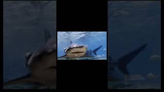 Bull Shark vs Hybodus bullshark hybodus shorts shortvideo sharks [upl. by Belanger]