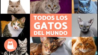 TODAS las RAZAS de GATOS del mundo 🐱 ¡Ordenadas Alfabéticamente [upl. by Fedora]