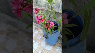 nerium oleander 0933balmukundkamadia roselover gardening nature shortvideo [upl. by Goines104]