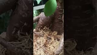 kokedama com ficus microcarpa [upl. by Atyekram]