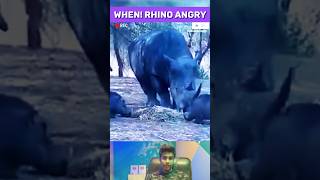 Angry Rhino Shows Power To Lions Warthog amp Lioness  Wildlife Animal shorts [upl. by Season]