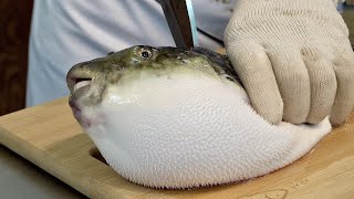 Amazing Process of Removing Blowfish Poison and Making Sashimi Korean Pufferfish Masterchef [upl. by Onileva]