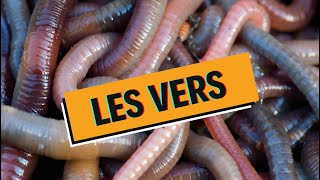 Les Vers intestinaux  le VRAI du FAUX   WhyDoc 6 [upl. by Beffrey]