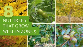 8 Nut Trees That Grow Well In USDA Zone 5 [upl. by Schoenfelder]