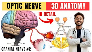 cranial nerve anatomy  visual pathway and lesions  cranial nerve 2 anatomy [upl. by Airdnaxila]