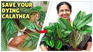 Save Your Dying Calatheas  Calathea Issues amp Solutions  Tips for healthy Calathea [upl. by Brenden]