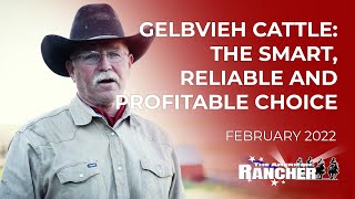 Gelbvieh Cattle The Smart Reliable and Profitable Choice  The American Rancher [upl. by Odnomor]