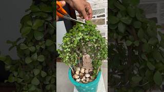 🌱How to grow and care jade plant 🪴homegarding 🏡🧑‍🌾🥰ytshots 🌱viralshorts [upl. by Annim]