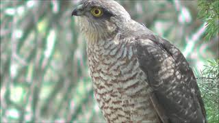 Gavilán común Accipiter nisus Eurasian Sparrowhawk [upl. by Melena]