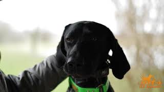 Tailgate Check Checking your dog for ticks burrs or cuts after a hunt [upl. by Ikcir]