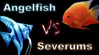 Angelfish vs Severums Which One Comes Out on Top [upl. by Fries784]