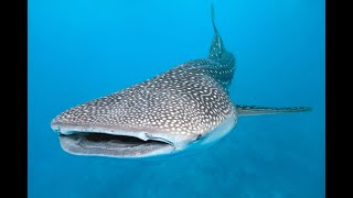 Tiburon ballena Whale shark [upl. by Allyn]