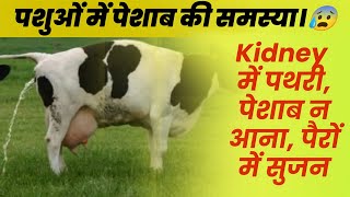 Aimil Neeri Vet Syrup  नीरी सिरप का प्रयोग केसे करें। नीरी सिरप के फायदे। [upl. by Margi]