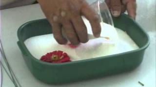 How to Use Silica Gel to Dry Flowers [upl. by Nannek]