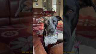 Blue Heeler Pitbull Mix Fun Facts 🐕‍🦺🐾 [upl. by Granoff]