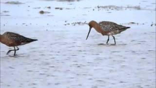 Bar tailed Godwits Crymlyn Burrows 30Apr11 [upl. by Varini]