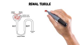 Chapter 3 Nephron structure and functions  Renal system anatomy and physiology  Nephrology [upl. by Katzman]