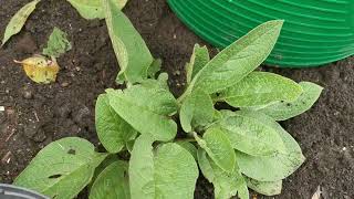 growing comfrey and a making a liquid feed for plants [upl. by Barabas]