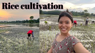 Rice Cultivation  Trying First Time  Village Vlog  Moggi Sisters [upl. by Gunn372]