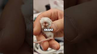 Feeder rats become pet rats unbelievablepets pets rat cute shortvideo shorts [upl. by Blodgett]