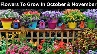 Flowers To Grow In October and November  Flowers to plant in October and November [upl. by Lasky]