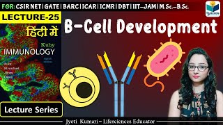 Immunology B Cell Development  Lecture25 [upl. by Oiram]